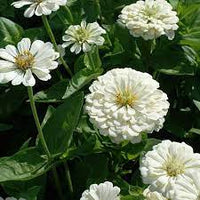 Zinnia- Benary's Giant White