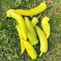 Chilli- Hungarian Yellow Wax