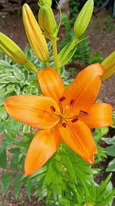 Antequera Asiatic Lily Orange Bulbs