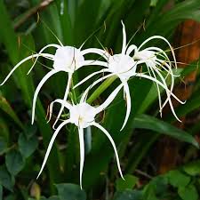 Hymenocallis Littoralis Spider Lily White Bulb