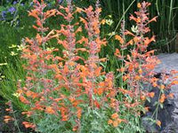 Agastache- Apricot Sprite