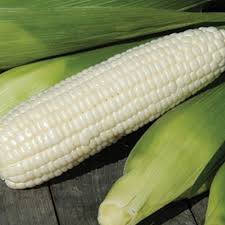 Xtra-Tender 3473 – Corn Seed