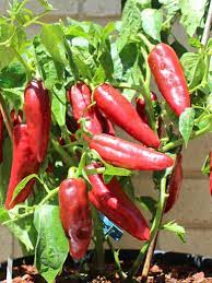 Capsicum- Bull Horn Red