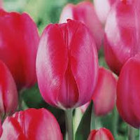 Tulip Van Eijk Pink Bulbs