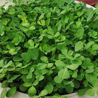 Methi Kasturi, Fenugreek Vegetable Seeds