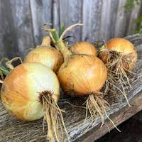 Ailsa Craig Exhibition – Onion seed