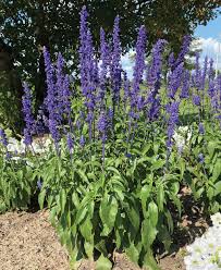 Victoria Blue – Salvia Seed