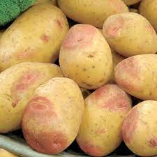 Certified Seed Potato- King Edward