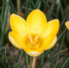 Crocus Chrysanthus Romance Yellow Bulbs