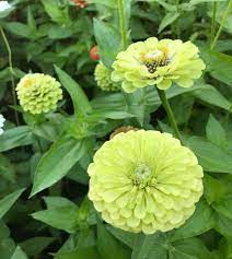 Zinnia- Queeny Lime