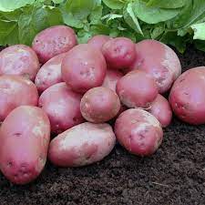 Certified Seed Potato- Red Lady PBR