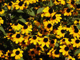 Rudbeckia triloba – Flower Seed