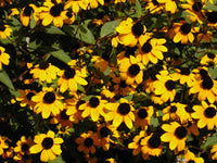 Rudbeckia triloba – Flower Seed