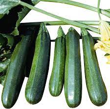 Tigress – Zucchini Squash Seed