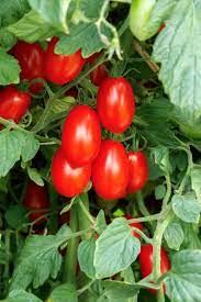 Amai – Tomato Seed