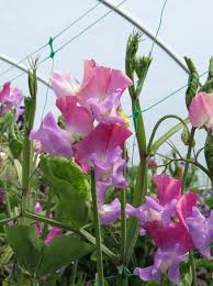 Enchanté – Sweet Pea Seed