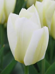 Tulip Purissima Cream White Bulbs