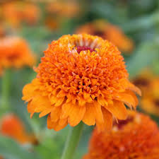 Zinnia- Zinderella Orange