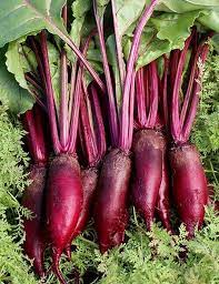 Beetroot- Cylindra