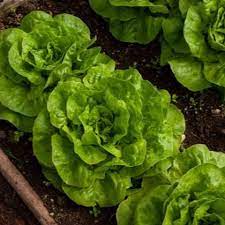 Lettuce Salad Crisp Head Great Lakes Green Vegetable Seeds