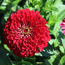 Giant Dahlia Flowered Deep Red – Zinnia Seed