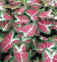 Caladium Red Pink Bulbs