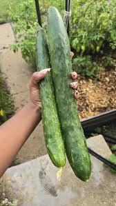 Tasty Jade – Cucumber Seed