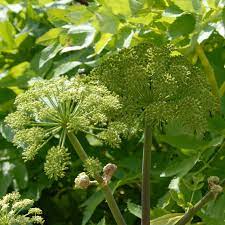 Angelica – Organic Herb Seed