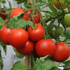 Tomato Hybrid Vegetable Seeds