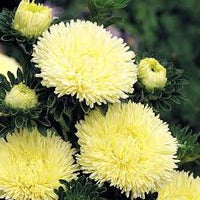 Aster- Benary's Princess Yellow