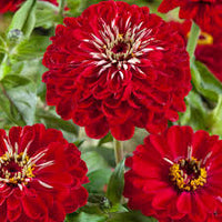 Giant Dahlia Flowered Deep Red – Zinnia Seed