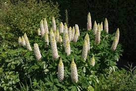 Noble Maiden – Lupine Seed