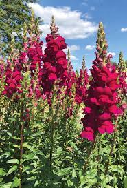 Potomac Royal Snapdragon Seed