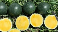 Tropical Sunshine – Watermelon Seed