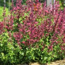 Agastache- Raspberry Daiquiri