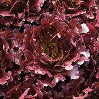 Azirka – Pelleted Lettuce Seed