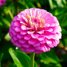 Uproar Rose – Zinnia Seed