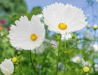 Cupcakes White – Cosmos Seed