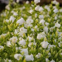 Champion White – Campanula Seed