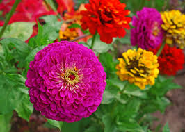 Zinnia- Lilliput Mix