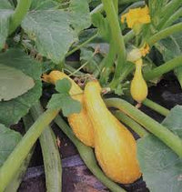 Yellow Crookneck – Organic Yellow Summer Squash Seed