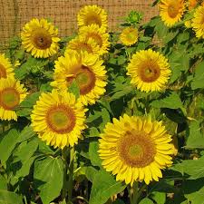 Sunrich Lime – Sunflower Seed