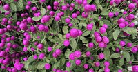 Purple – Gomphrena Seed