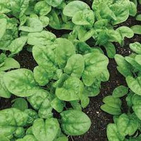 Bloomsdale – Spinach Seed