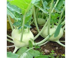 Knol Khol White Vegetable Seeds