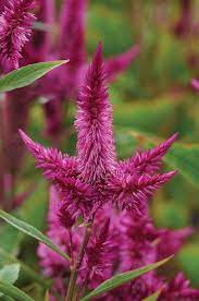 Celway Purple – Celosia Seed