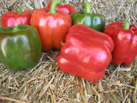 X3R Red Knight – Bell Pepper Seed