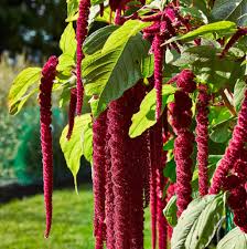 Amaranth- Caudatus Red