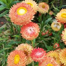 Apricot/Peach Mix – Organic Strawflower Seed