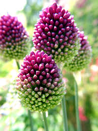 Allium- Drumsticks (Bulb)